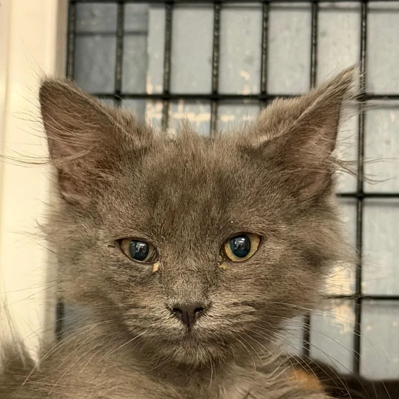 A baby small-sized male Gray / Blue / Silver Domestic Long Hair cat named Bush for adoption in Ruckersville, VA