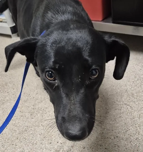 A young medium-sized female Black Shepherd dog named Julieta URGENT for adoption in Thousand Oaks, CA