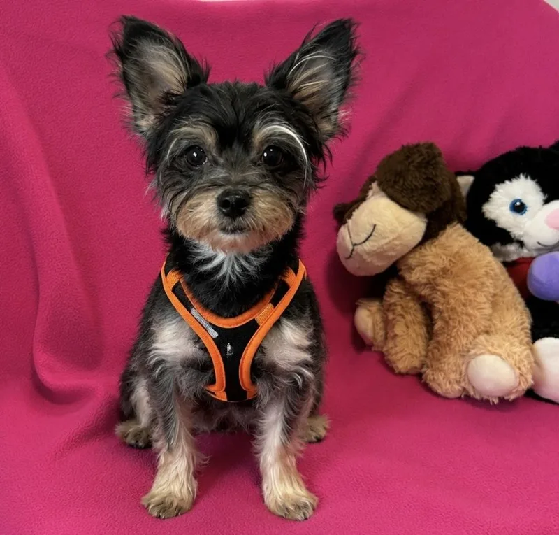 An adult small-sized female Gray / Blue / Silver Yorkshire Terrier dog named Lilo for adoption in Cedartown, GA