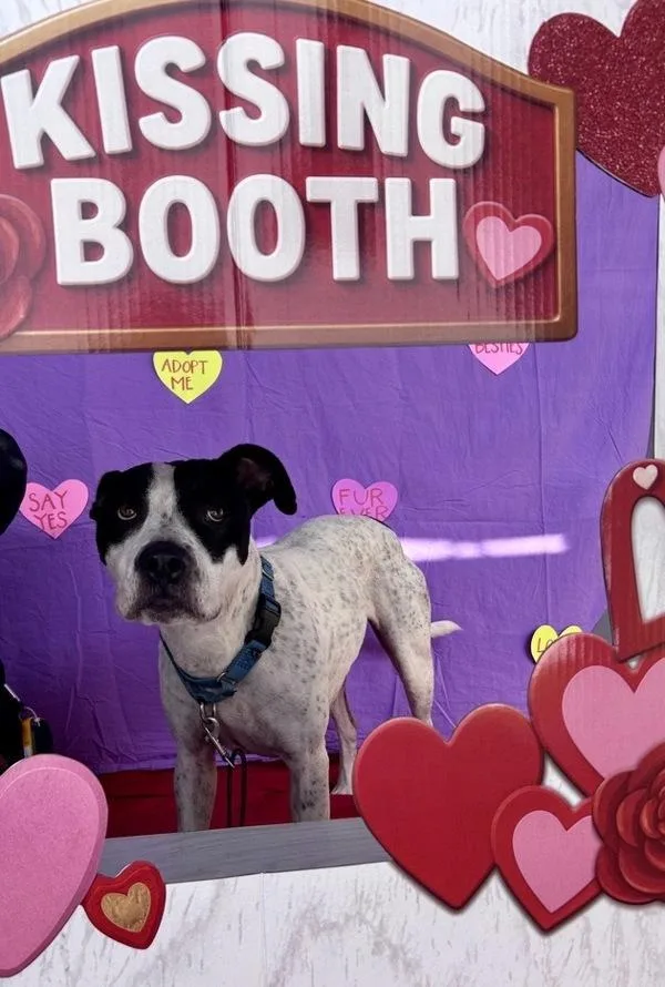 An adult medium-sized female Pit Bull Terrier dog named Cata for adoption in San Diego, CA