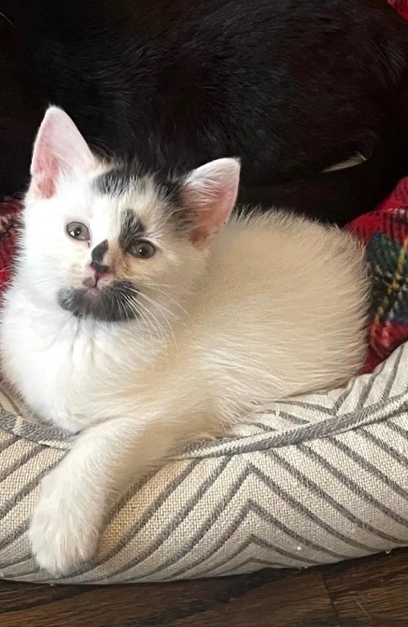 A baby medium-sized male Gray & White Domestic Short Hair cat named Toby for adoption in Hawthorne, NJ