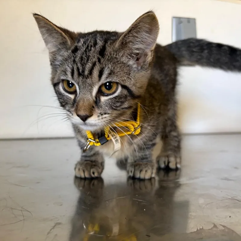 A baby small-sized female Black Domestic Medium Hair cat named Autumn for adoption in Ashtabula, OH