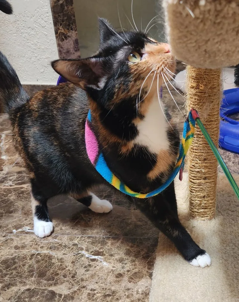 An adult medium-sized female Calico cat named Goldie for adoption in Oklahoma City, OK
