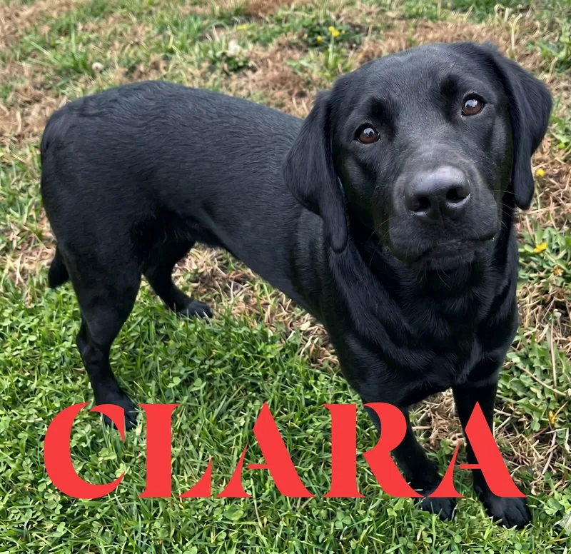 Clara