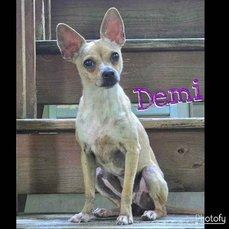 An adult small-sized female Yellow / Tan / Blond / Fawn Chihuahua dog named Demi for adoption in Louisville, KY