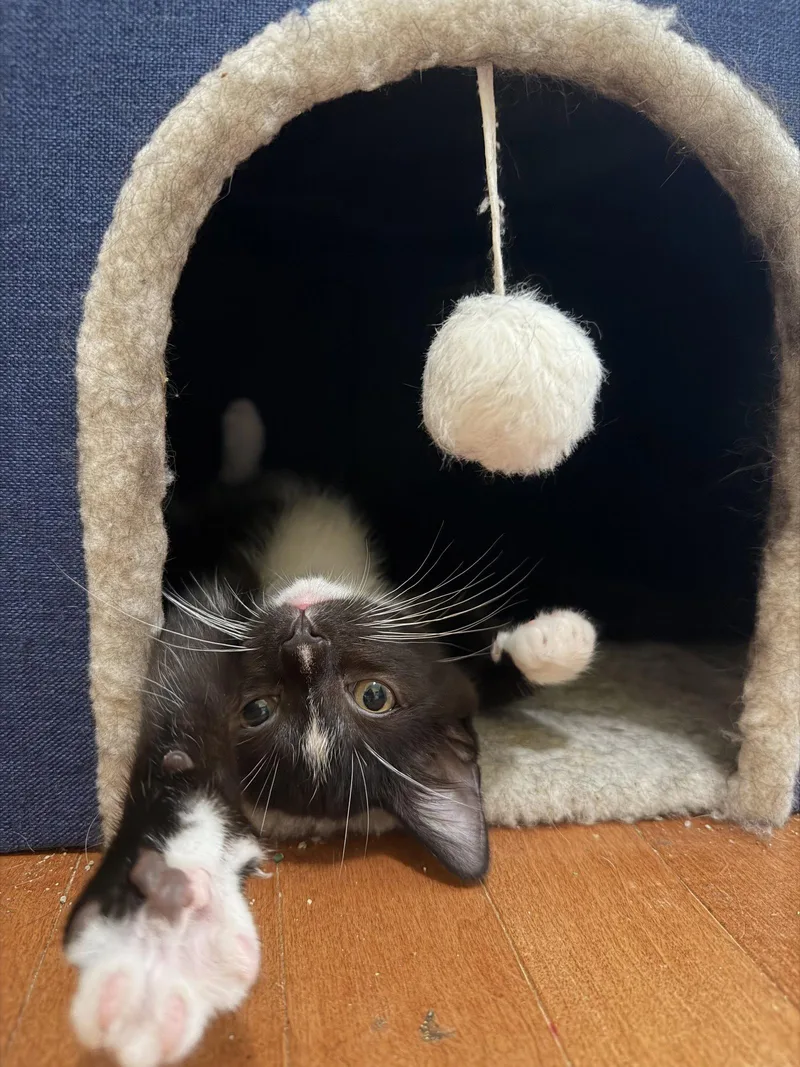 A young medium-sized male Domestic Short Hair cat named Umbreon for adoption in Rockville, MD