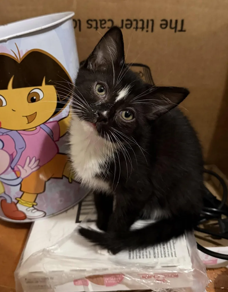 Umbreon thumbnail 2