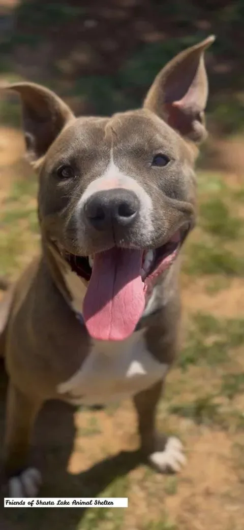 An adult large-sized male Bicolor Pit Bull Terrier dog named Goose for adoption in Shasta Lake, CA