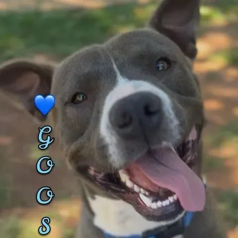 Goose thumbnail 2