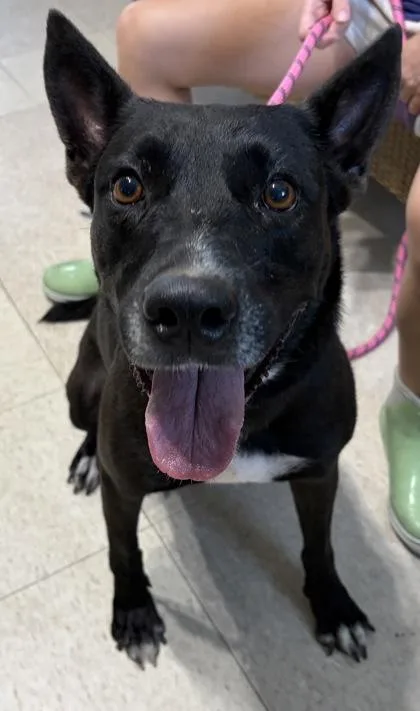 An adult large-sized female Black Belgian Shepherd / Malinois dog named Willow for adoption in Key West, FL