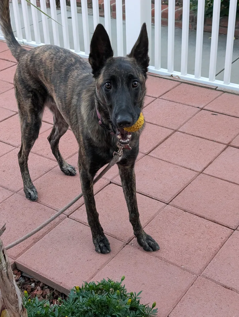 A young large-sized female Dutch Shepherd dog named Rd Chai for adoption in Vancouver, WA