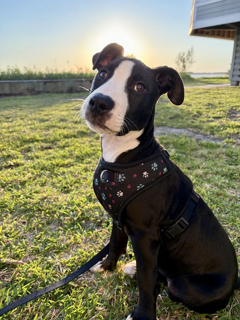 A baby medium-sized male Black Mixed Breed dog named Asiago for adoption in Charleston, SC