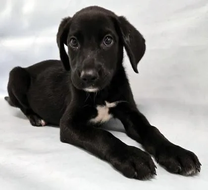 A baby large-sized female Labrador Retriever dog named Scout for adoption in Morton Grove, IL