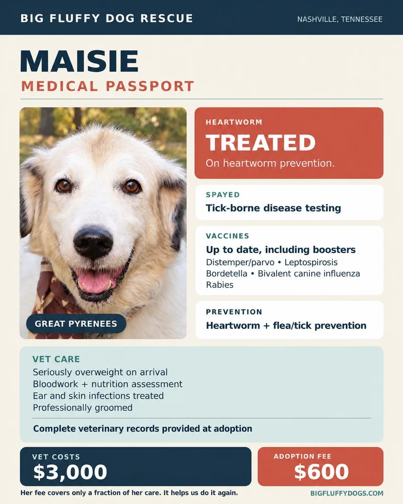 A senior large-sized female White / Cream Great Pyrenees dog named Maisie for adoption in Nashville, TN