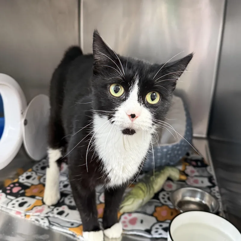 An adult large-sized female Domestic Short Hair cat named Kemps for adoption in Oconto, WI
