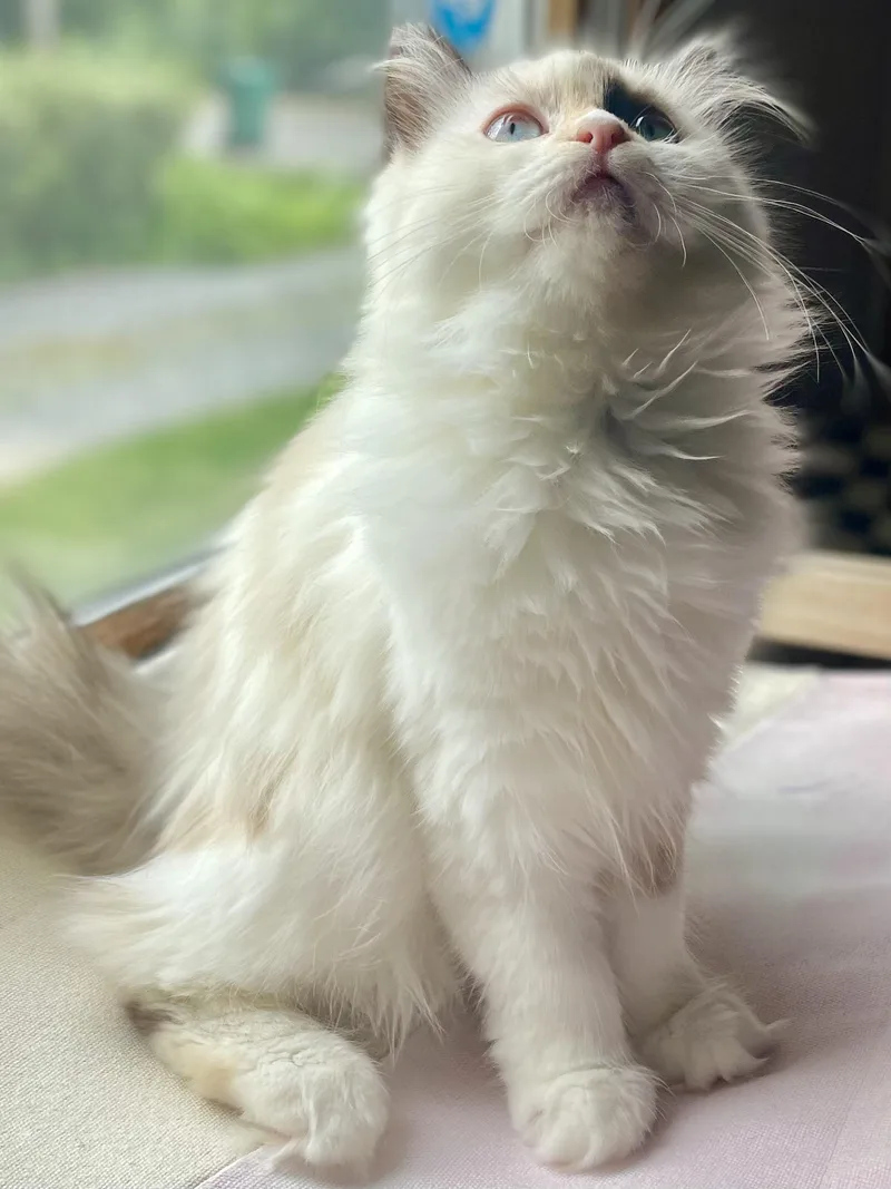 A baby large-sized female Cream / Ivory Ragdoll cat named Bluey for adoption in Allentown, NJ