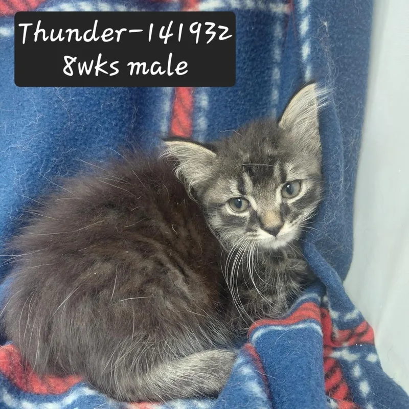 A baby small-sized male Domestic Medium Hair cat named Thunder for adoption in New Tazewell, TN