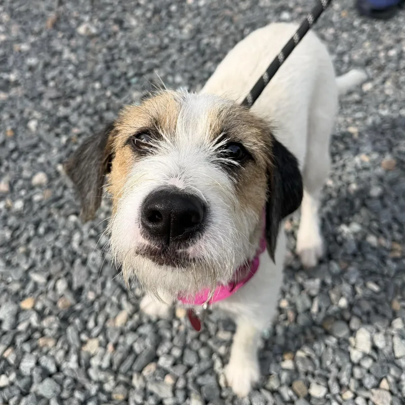 A young medium-sized female Mixed Breed dog named Maxine for adoption in Gloucester, VA