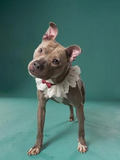 An adult medium-sized female Mixed Breed dog named Phoebe for adoption in Atlanta, GA