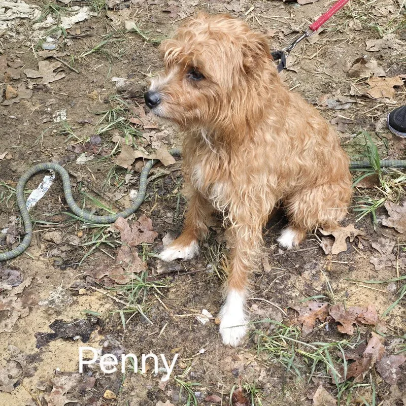An adult medium-sized female Yellow / Tan / Blond / Fawn Poodle dog named Penny for adoption in Normal, IL