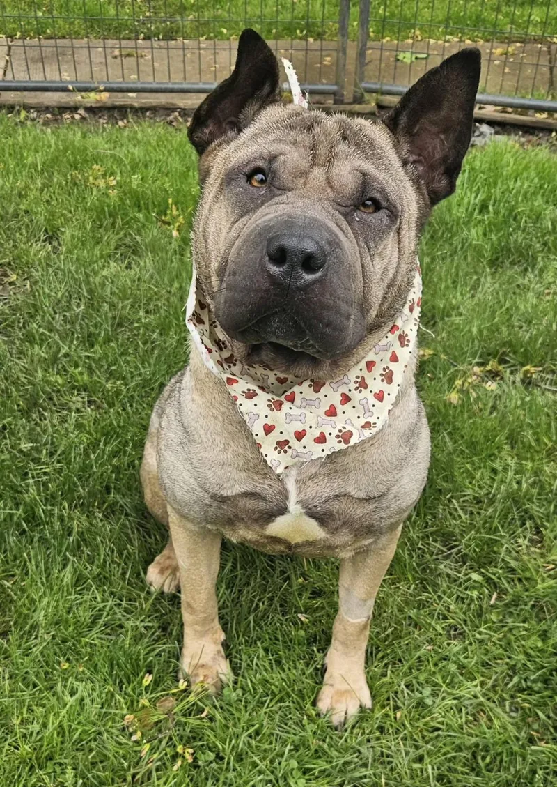 An adult large-sized female Brown / Chocolate Shar-Pei dog named Lucy for adoption in New Castle, PA
