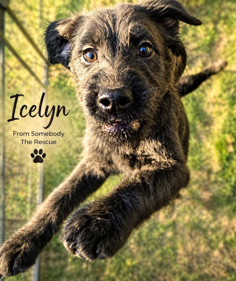 A baby medium-sized female Black Mixed Breed dog named Icelyn for adoption in Corinth, MS