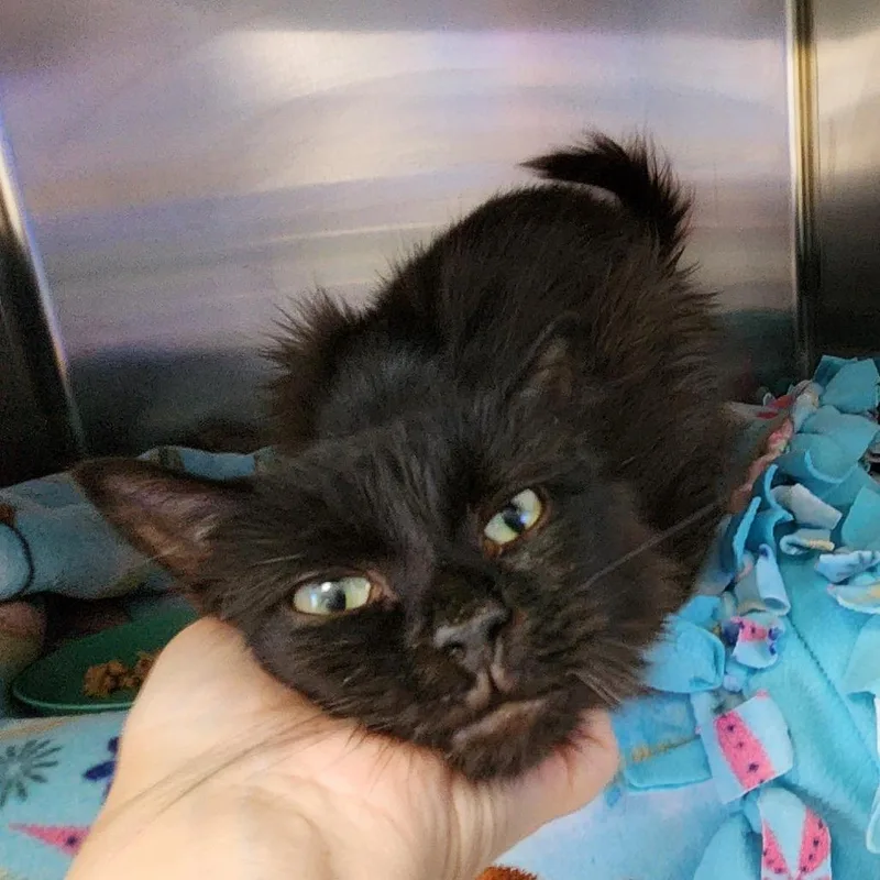 An adult medium-sized female Domestic Medium Hair cat named Cere for adoption in Grand Rapids, MI