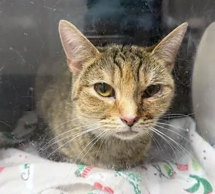 An adult small-sized female Tabby (Brown / Chocolate) Domestic Short Hair cat named Campari for adoption in Nashville, TN