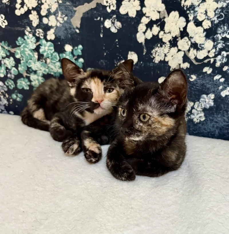 A baby small-sized female Domestic Short Hair cat named Cleo for adoption in Green Valley, AZ