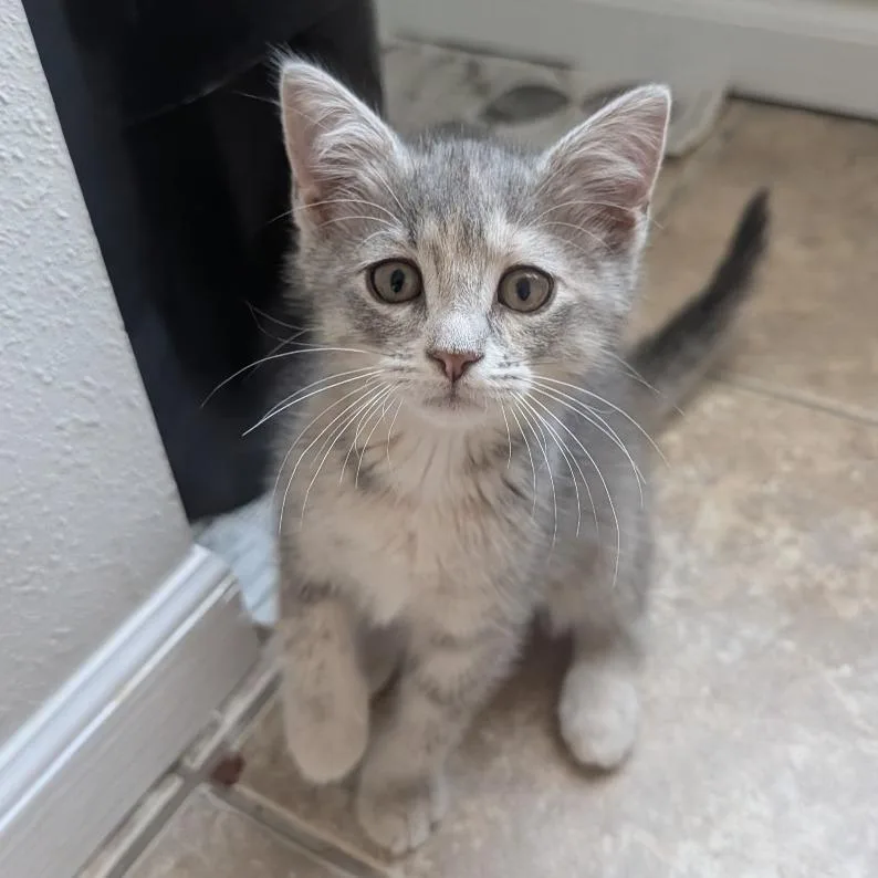 A baby small-sized female Gray / Blue / Silver Domestic Short Hair cat named Mardi Gras Mustard for adoption in Columbia, MO