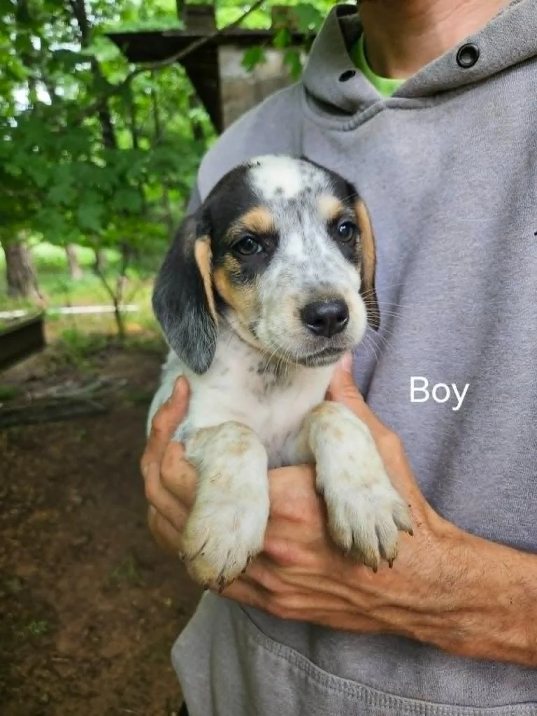 A baby small-sized male Beagle dog named Chase for adoption in Newaygo, MI