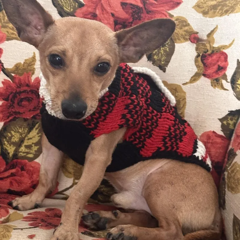 An adult small-sized male Yellow / Tan / Blond / Fawn Chihuahua dog named Hermes for adoption in Chico, CA