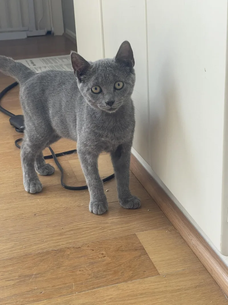 A baby medium-sized male Gray / Blue / Silver Domestic Short Hair cat named Sourdough Jack for adoption in Houston, TX