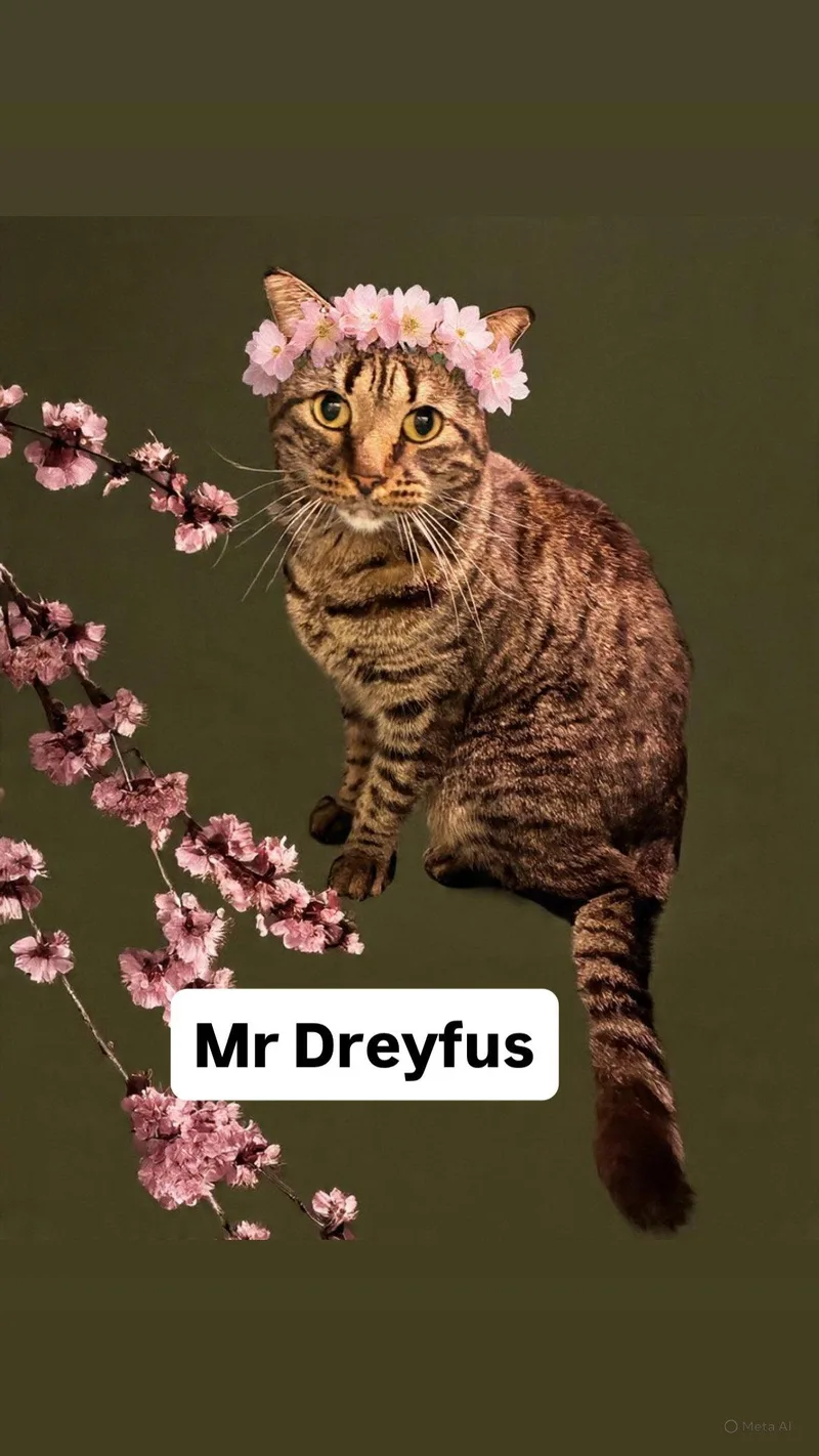 An adult medium-sized male Domestic Short Hair cat named Mr Dreyfus At Martinez for adoption in Walnut Creek, CA