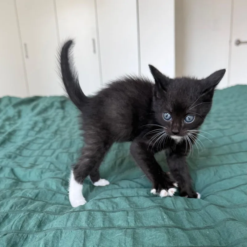 A baby small-sized female Black Domestic Short Hair cat named Nyx for adoption in Middle Village, NY