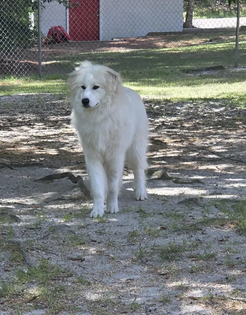 An adult large-sized female White / Cream Great Pyrenees dog named Penny for adoption in Carthage, NC