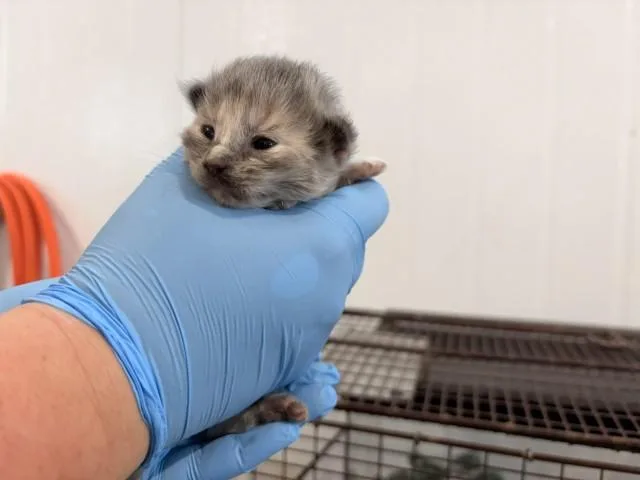 A baby small-sized female Domestic Long Hair cat named Snow for adoption in San Bernardino, CA