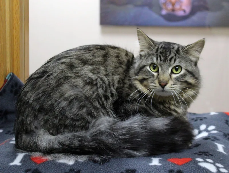 A young medium-sized male Domestic Medium Hair cat named Farley for adoption in Portage, WI