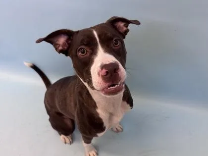 A young large-sized female Pit Bull Terrier dog named Brown Sugar for adoption in Woodbury, MN