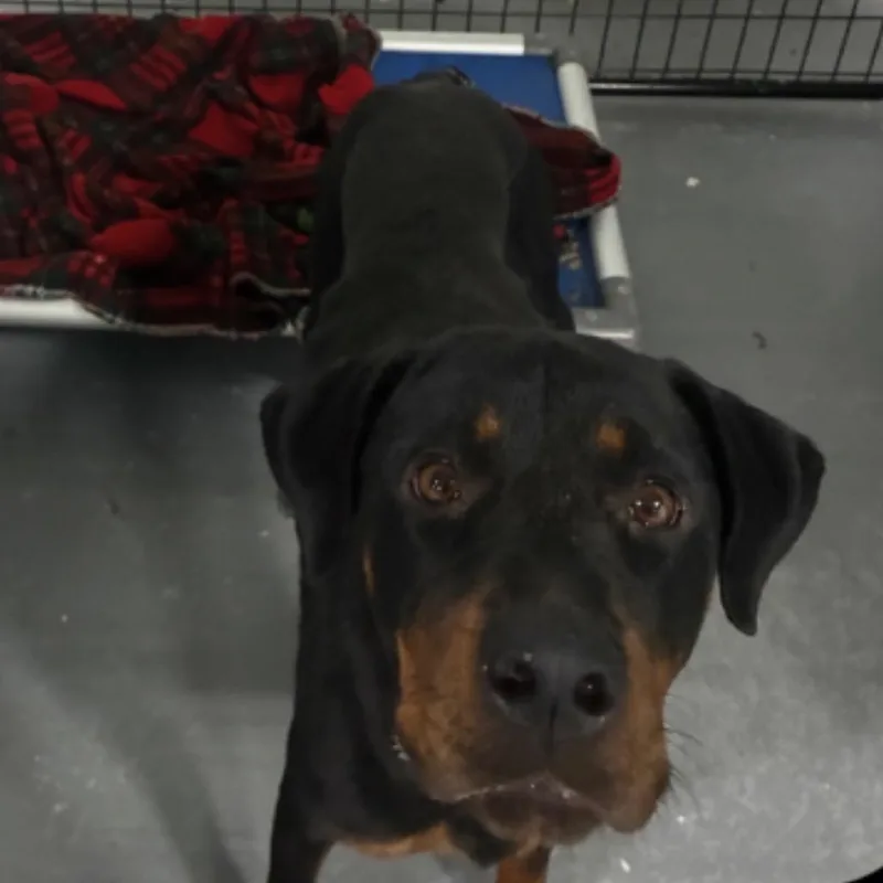 An adult medium-sized female Rottweiler dog named Watson Gal for adoption in St. Louis, MO