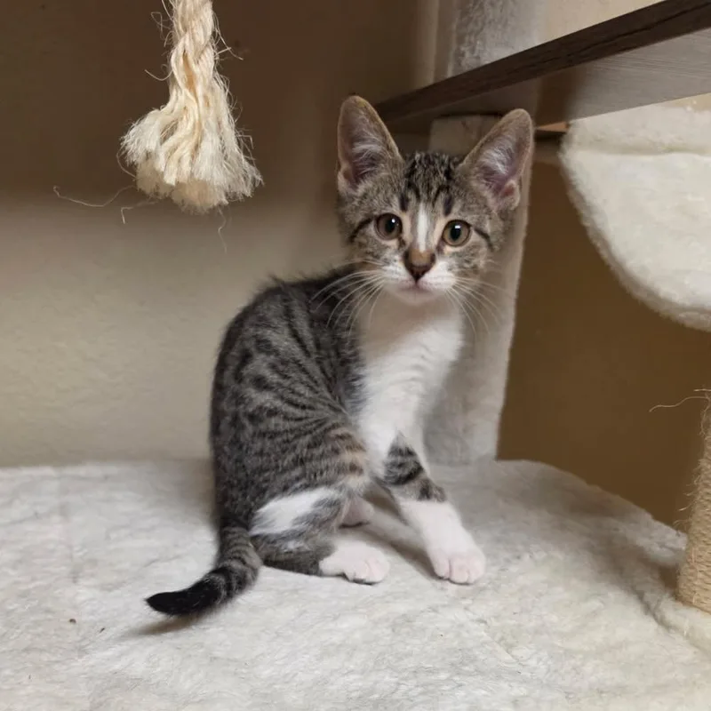 A baby small-sized female Gray / Blue / Silver Domestic Short Hair cat named Phoebe for adoption in Houston, TX