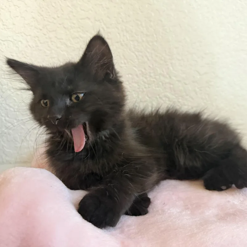 A baby small-sized female Black Domestic Medium Hair cat named Serena for adoption in Othello, WA