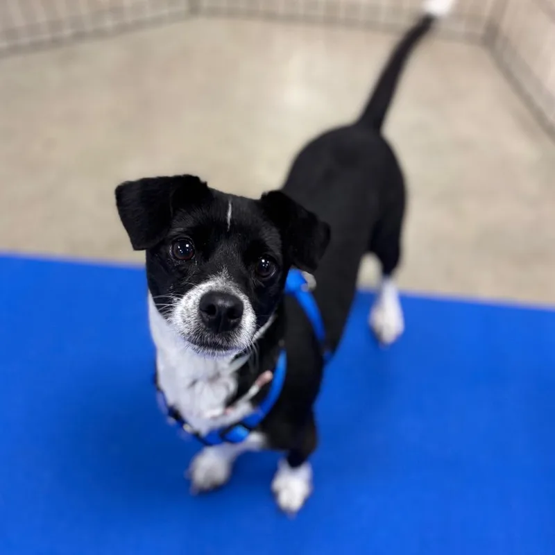 A senior small-sized female Black Mixed Breed dog named Willow for adoption in Westhampton, NY