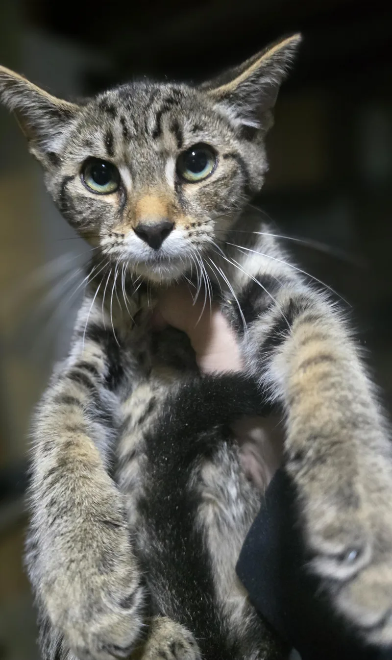 A baby large-sized male Tabby (Brown / Chocolate) Domestic Short Hair cat named Jojo for adoption in Elizabeth, PA