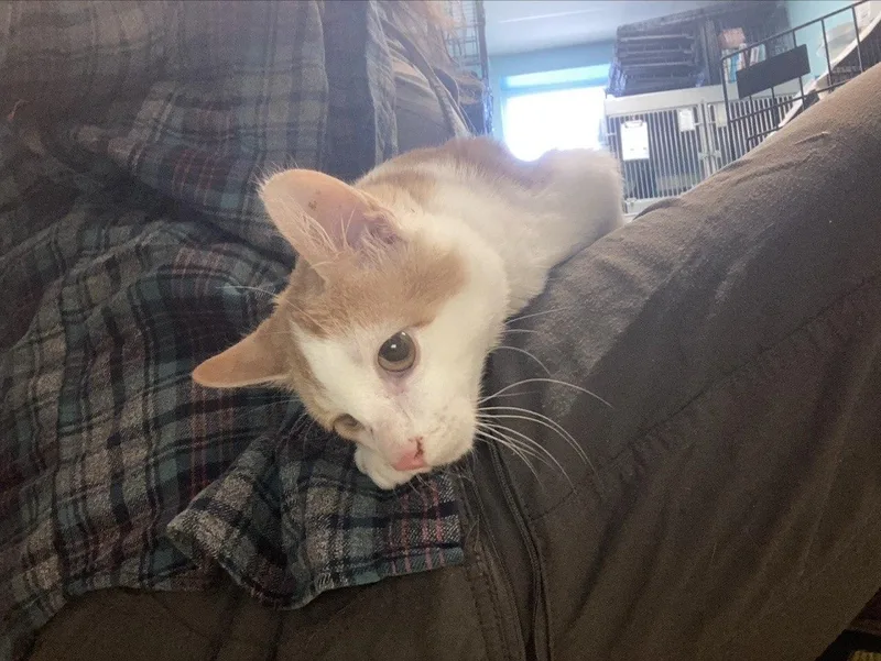 A young small-sized male Orange & White Domestic Short Hair cat named Samhain for adoption in Cincinnati, OH