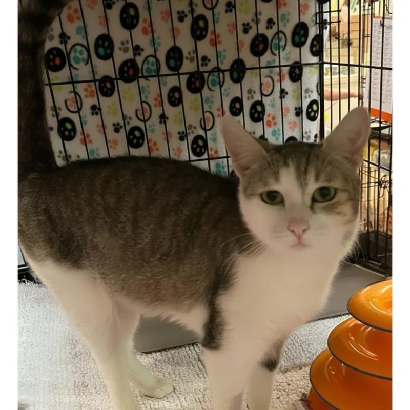 A young medium-sized female Domestic Short Hair cat named Billie Jean for adoption in Blasdell, NY