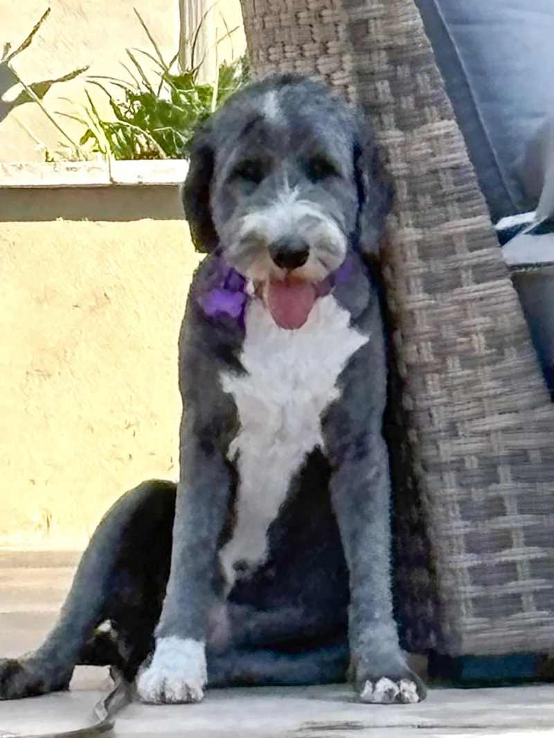 A young large-sized female Gray / Blue / Silver Sheepadoodle dog named Maggie for adoption in Southport, CT