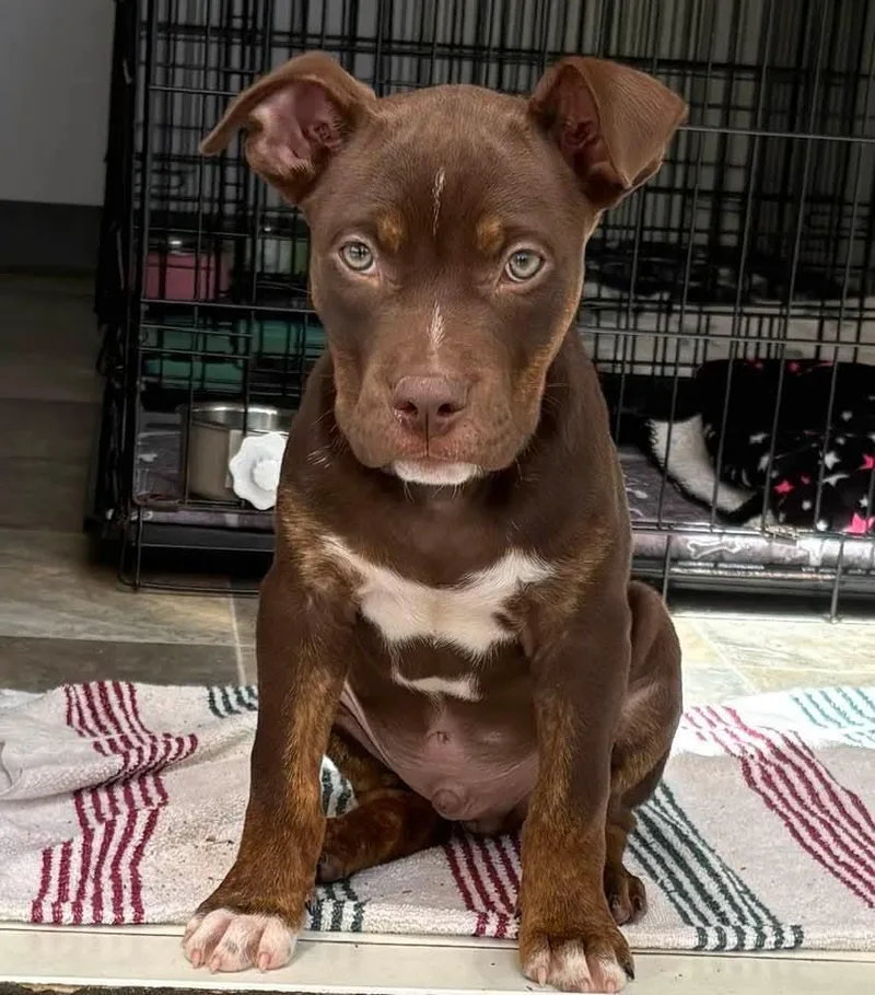 A baby medium-sized male Brown / Chocolate Mixed Breed dog named Knox for adoption in Winter Garden, FL
