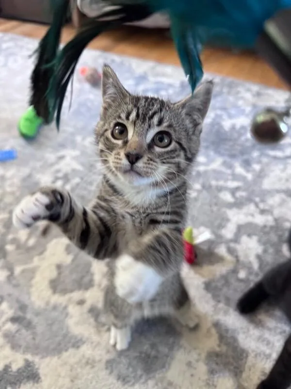 A young medium-sized female Tabby (Brown / Chocolate) Domestic Short Hair cat named Sunny for adoption in North Babylon, NY
