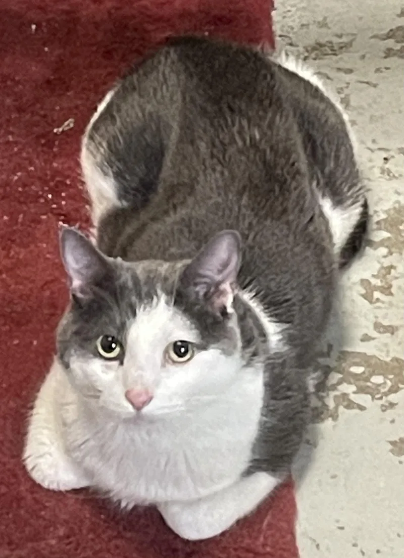 An adult large-sized male Domestic Short Hair cat named Raider for adoption in Billings, MT